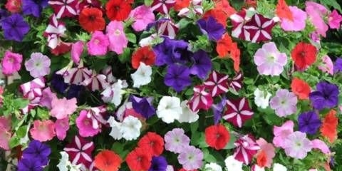 Koja je razlika između ampelne petunije i kaskade